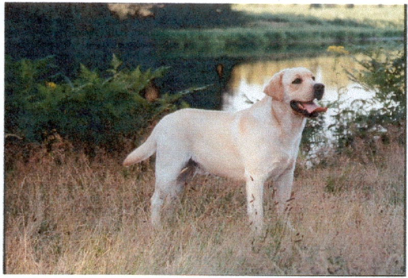 CH. Oak des Bords de la Vesgre