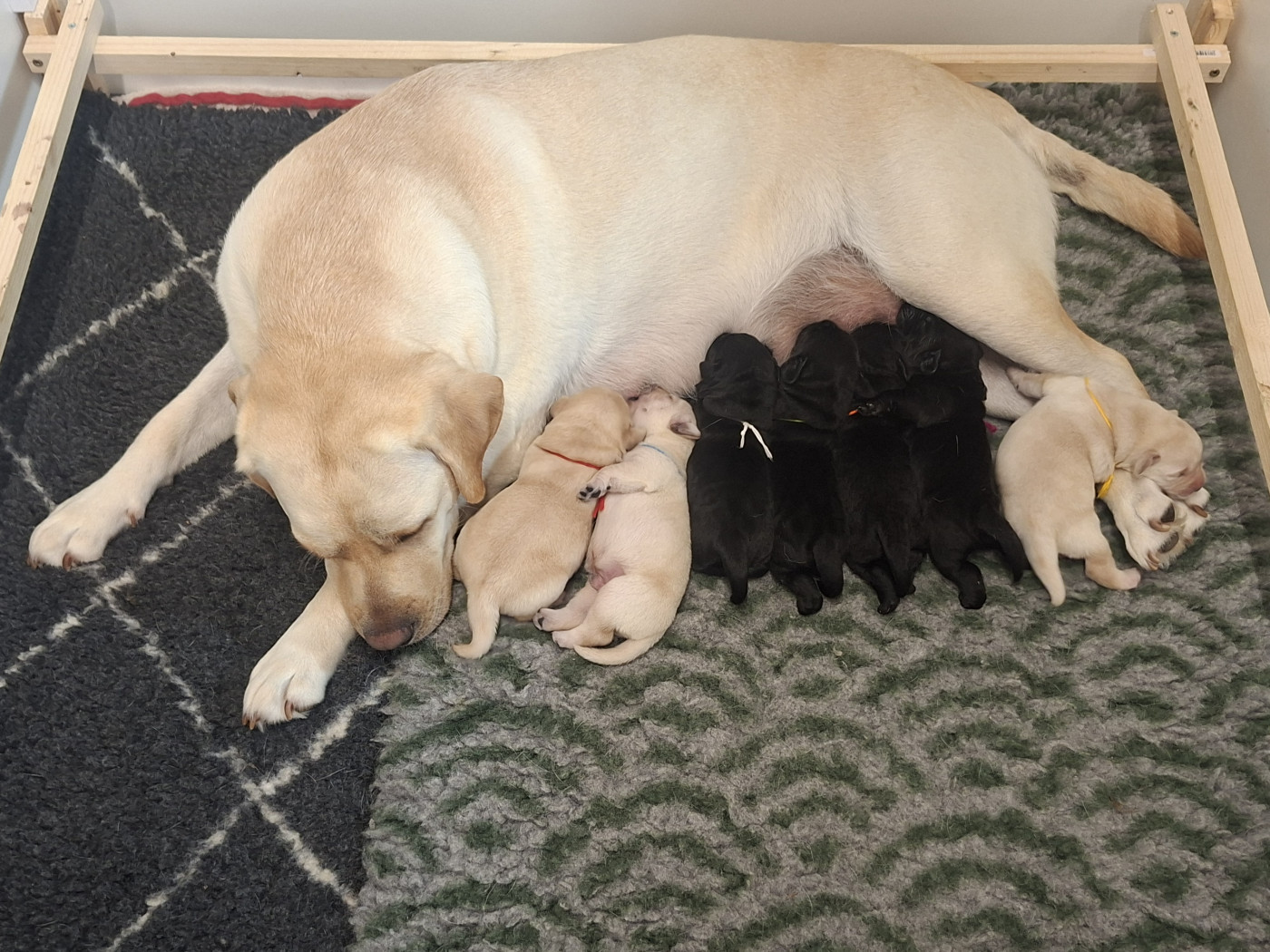 Chiot Labrador Retriever des Bords de la Vesgre