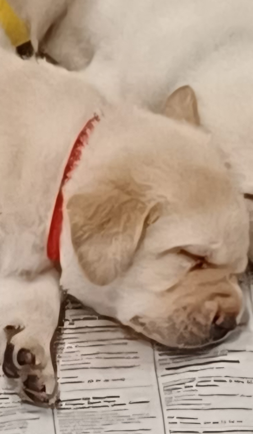 des Bords de la Vesgre - Chiots disponibles - Labrador Retriever