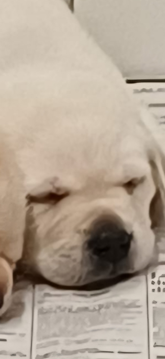 des Bords de la Vesgre - Chiots disponibles - Labrador Retriever