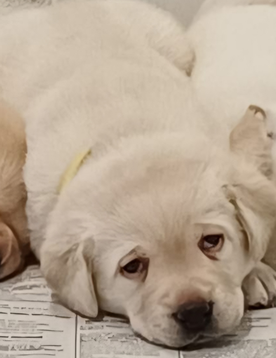 des Bords de la Vesgre - Chiots disponibles - Labrador Retriever
