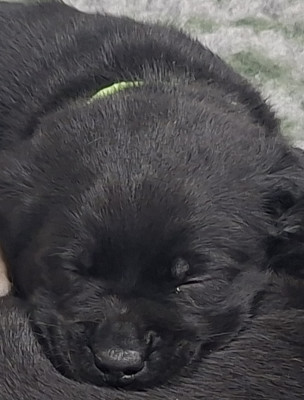 Brownie